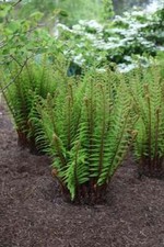 Alpine Wood Fern Dryopteris