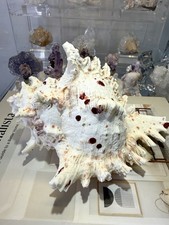  Large White Murex Shell Red
