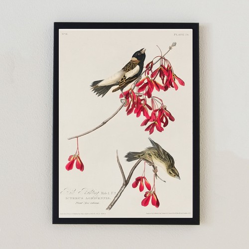 Vintage birds illustration - vintage,