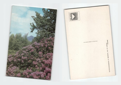 Postcard rhododendrons at - rhododendrons,