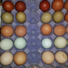 12 x Free Range Chicken Eggs