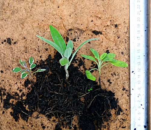 Different types of sage - 3,