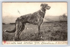 Animals: Dog. Irish Wolfhound. Posted 1902.