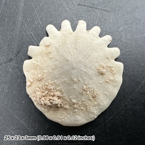 Fossil echinoid sand dollar - fossil,