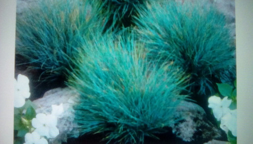 Festuca glauca blue - 12, (blue