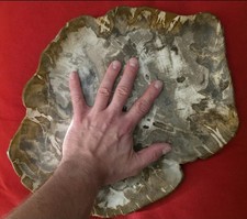 POLISHED PETRIFIED WOOD BOWL FOSSIL - Large Bowl- Beautiful Natural Deco