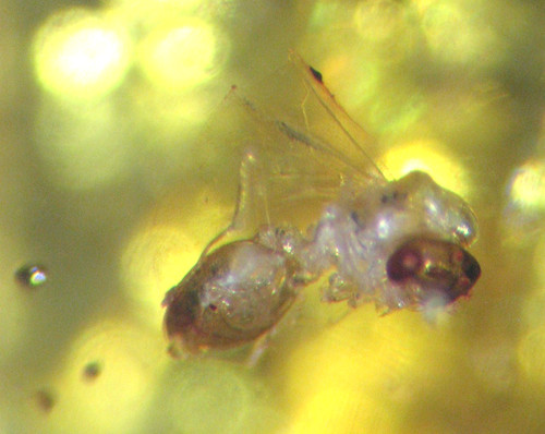 Pliocene amber kenya - kenya, africa