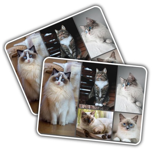 Vinyl sticker ragdoll cat - vinyl,