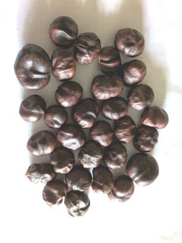 Conkers horse chestnut - 30,