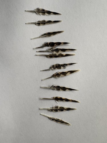 Woodcock pin feathers - , x12