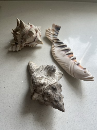 Bundle shells 2 conch - 3,