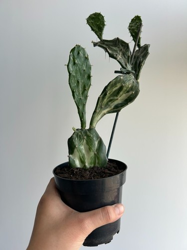 Joseph coat cactus - joseph’s,