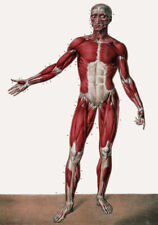 ML24 Vintage 1800's Medical Human Full Body Muscles Anatomy Poster Re-Print A4