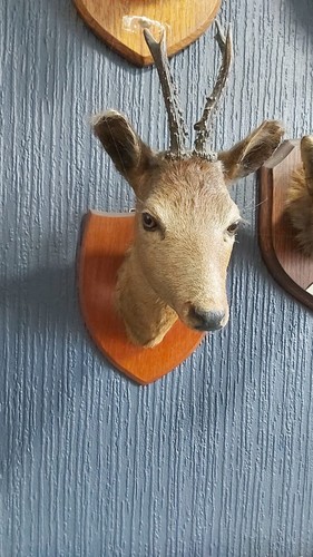 Beautiful vintage taxidermy - beautiful,