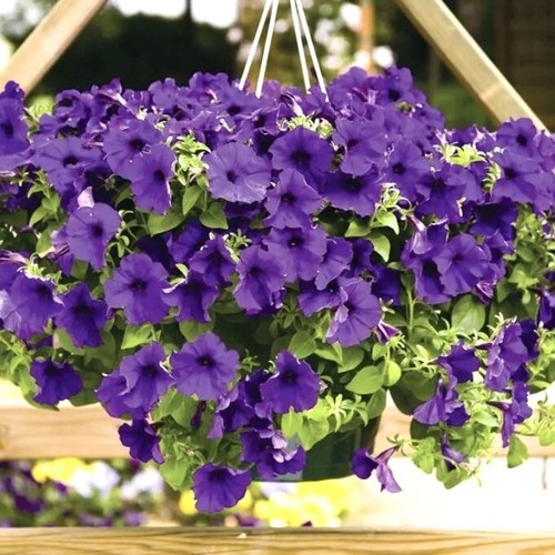 200 petunia blue - x,