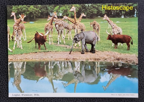 Postcard unused the lions - lions, of