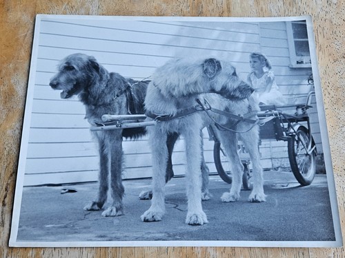 Vintage lassie collie - lassie,