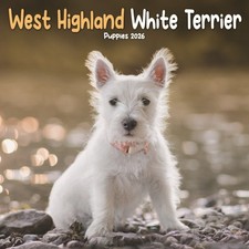 WEST HIGHLAND WHITE TERRIER PUPPIES SQUA (9781804608500)