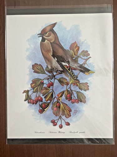 Beautiful 13 color - x, 13"