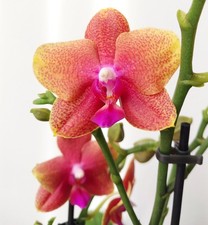 Rare Fragrant Phalaenopsis
