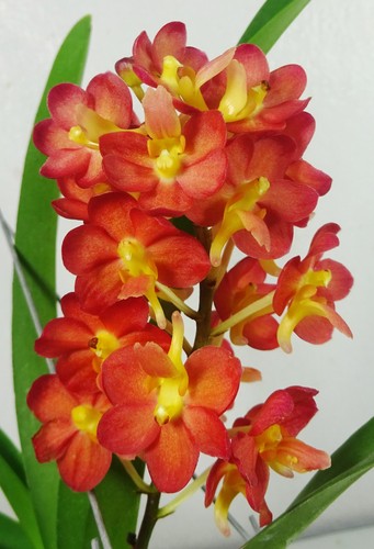 Rhynchoides bangkok sunset - rhynchoides, x