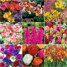 FLOWERS BULBS MIXED PERENNIAL BEAUTIFUL GARDEN SPRING SUMMER PLANT-QUALITY PACK