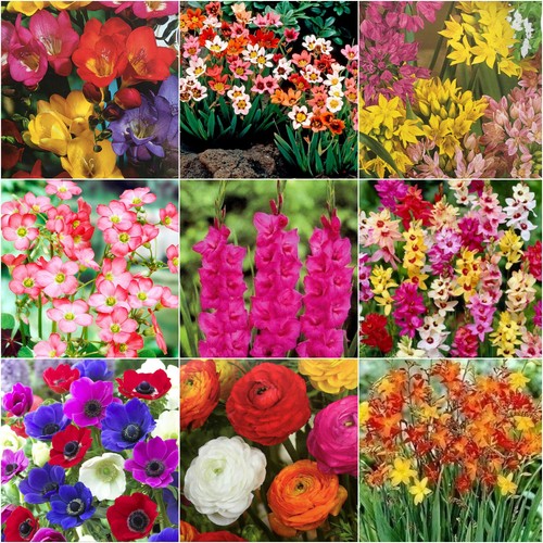 Flowers bulbs mixed - bulbs, perennial