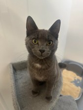 Can you spare buy - £1, cat