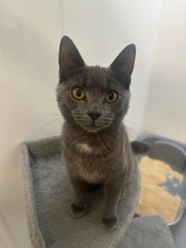 Can you spare buy - spare, a