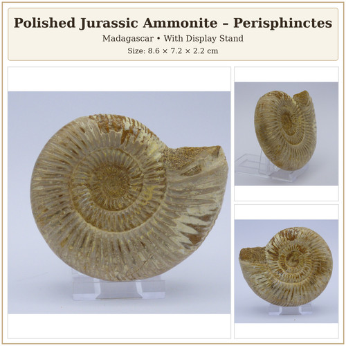 Jurassic fossil ammonite - jurassic,