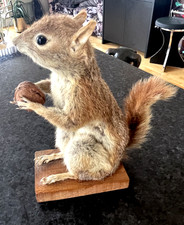 Taxidermy Red Squirrel Vintage holding walnut Great Condition.