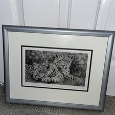 Side By Side Leopards Wildlife