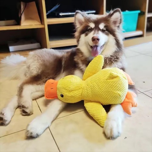 Calming duck dog - calming,
