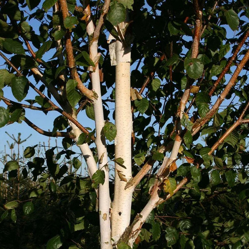 Betula jacquemontii white - white, stem