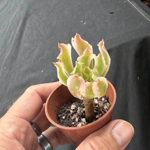 Aeonium poison variegated - poison,