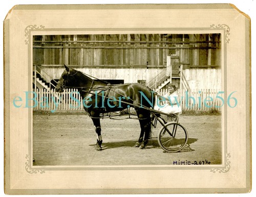Harness horse racing girl - harness, -girl