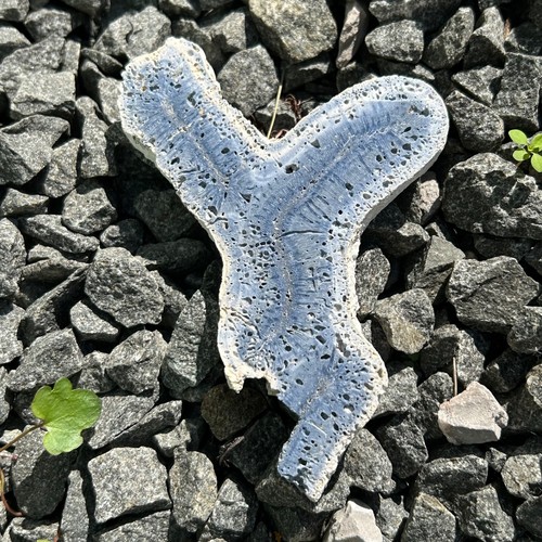 Blue coral slice - blue,