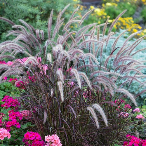 Pennisetum rubrum deciduous - pennisetum,