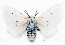 🦋 Mullein Moth (Cucullia