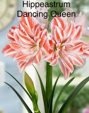 “SALE”  Hippeastrum