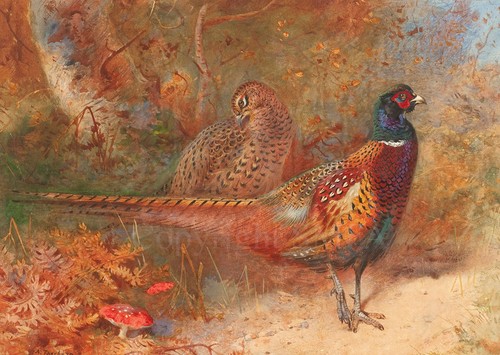 Pheasant christmas cards pack - pheasant,