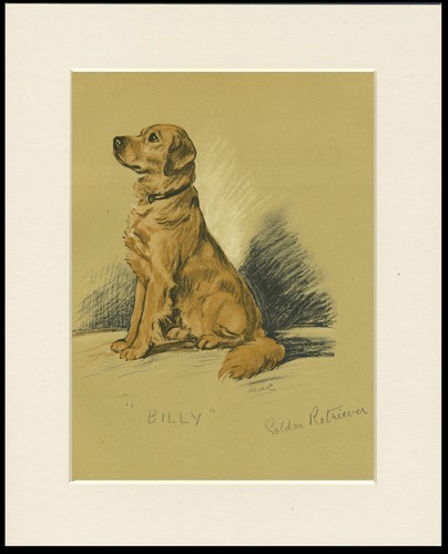 Golden retriever vintage dog - golden,