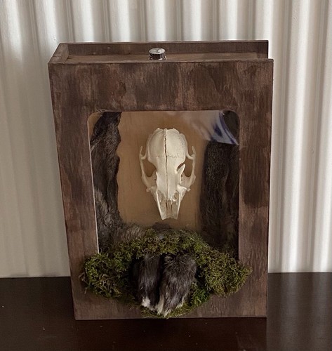 Unique odd rabbit - unique, taxidermy