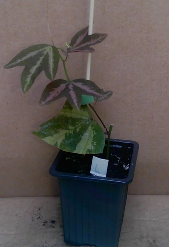 Young passion flower - passion,