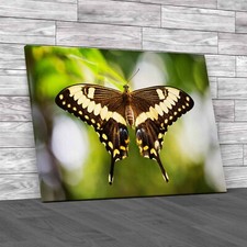 Unlocking The Mystery Butterfly Metadata Insights Original Canvas Print Large
