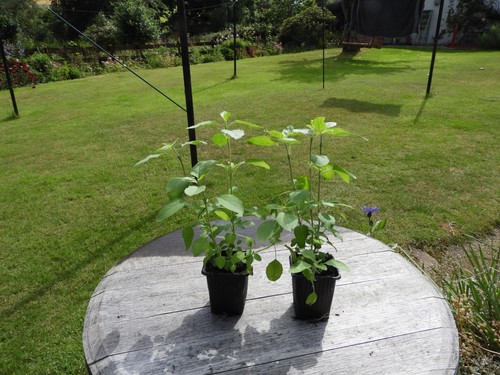 Tulsi holy basil ocimum - tulsi, (ocimum