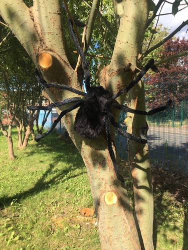127cm hairy giant - hairy, spider