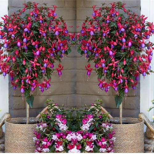 Fuchsia standard flower - fuchsia,