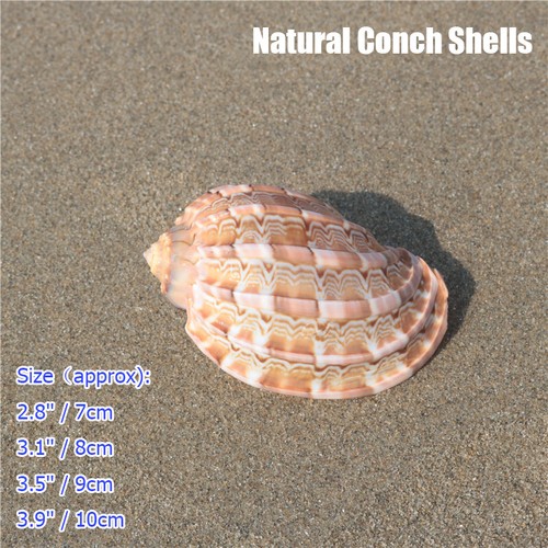 Natural conch shells - conch, aquarium