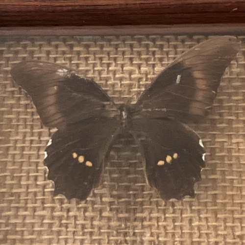 Vintage framed taxidermy